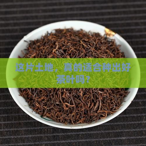 适合种茶叶的土壤