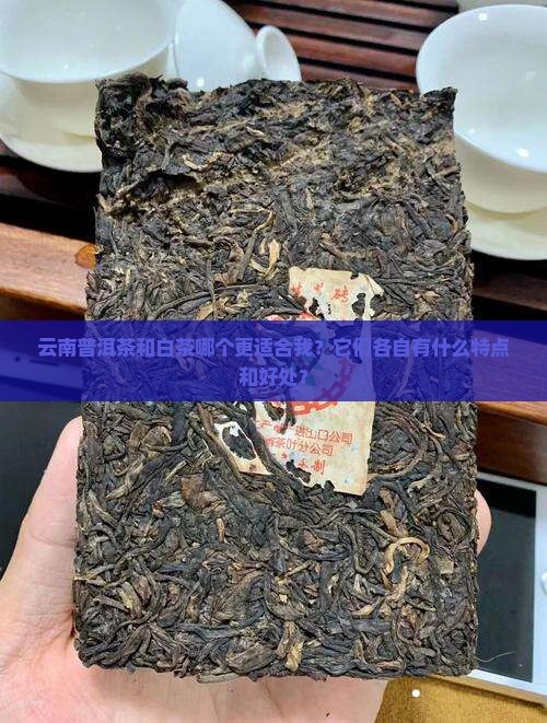 云南普洱茶和白茶哪个好