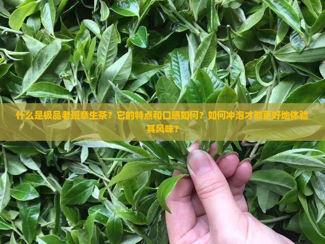 极品老班章生茶