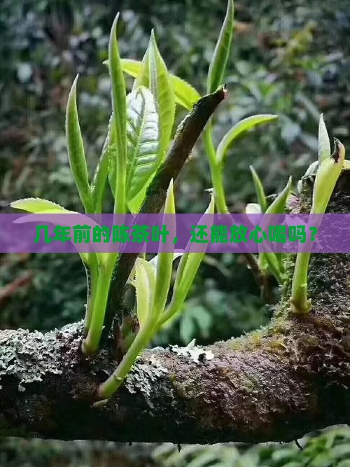 几年前的陈茶叶能喝吗