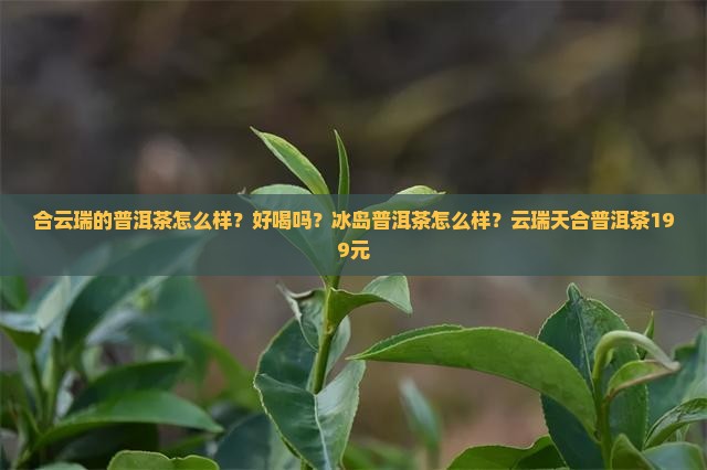 合云瑞的普洱茶怎么样