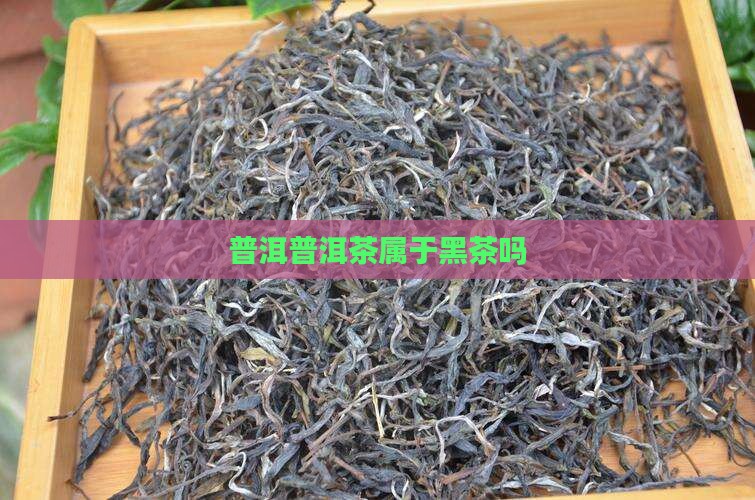 普洱三大茶区普洱茶属于黑茶类吗