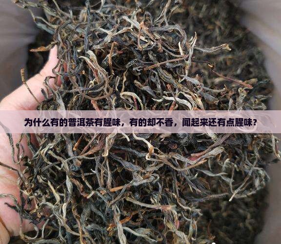 为什么有的普洱茶有腥味
