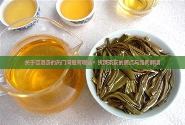 关于普洱茶的热门问题有哪些