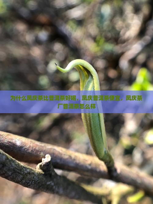为什么凤庆茶比普洱茶好喝