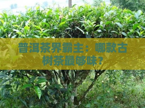 普洱茶茶味最重的古树茶