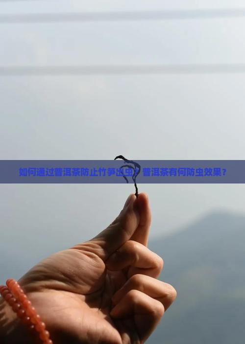 普洱茶如何防止竹笋出虫