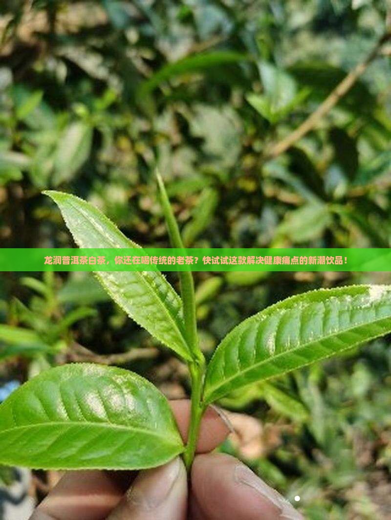 龙润普洱茶白茶