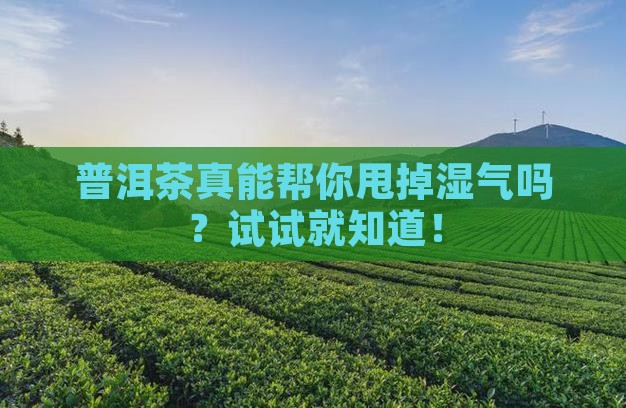 喝普洱茶去湿吗
