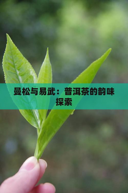 易武茶跟曼松茶 易武茶跟曼松茶