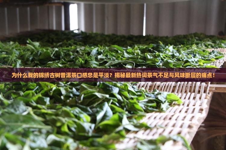 锦绣古树普洱茶口感