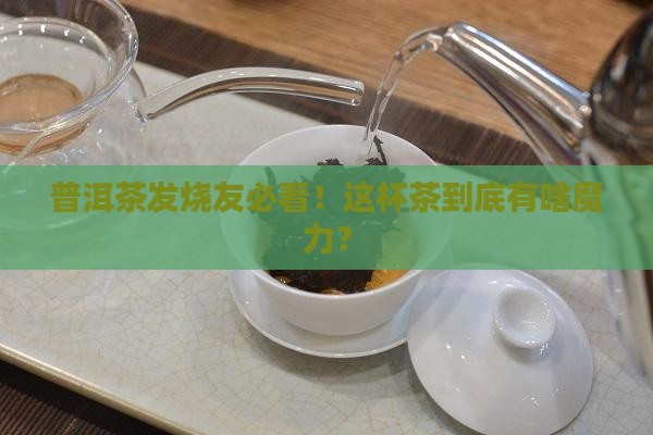 普洱茶专业角度 普洱茶专业角度