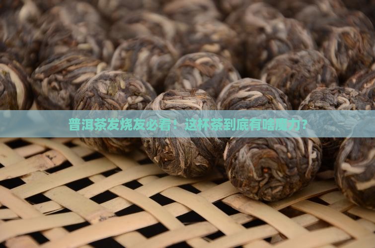 普洱茶专业角度 普洱茶专业角度
