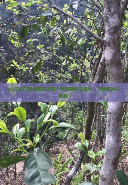 60年红印普洱茶多少钱