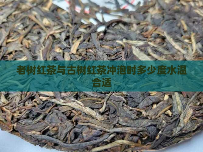 老树红茶用多少度的水合适