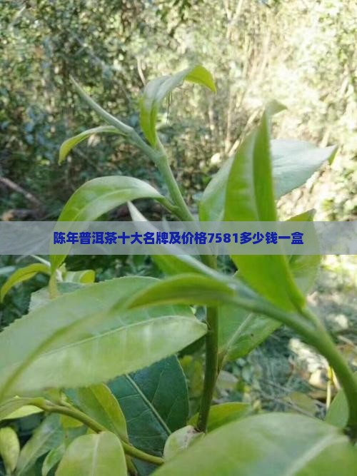 陈年普洱茶十大名牌