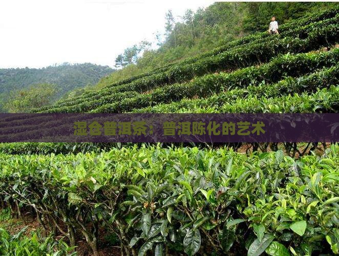 开封湿仓普洱茶