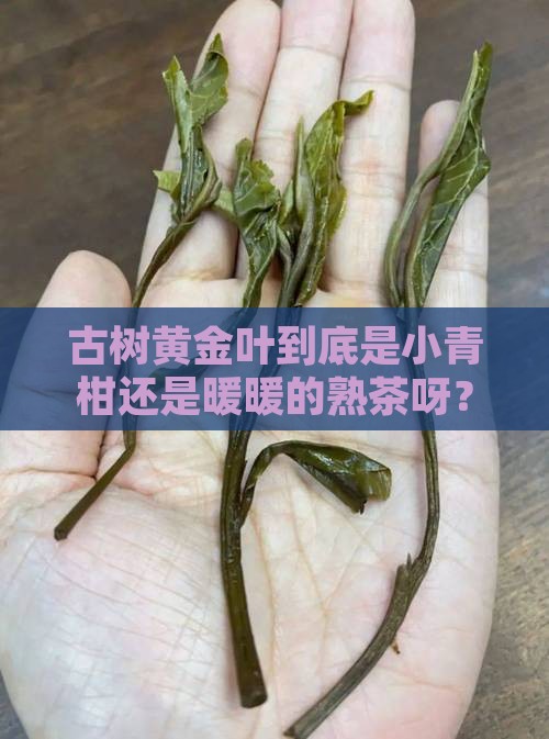 古树黄金叶是生茶还是熟茶