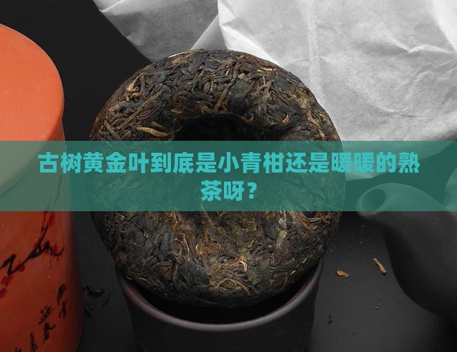 古树黄金叶是生茶还是熟茶