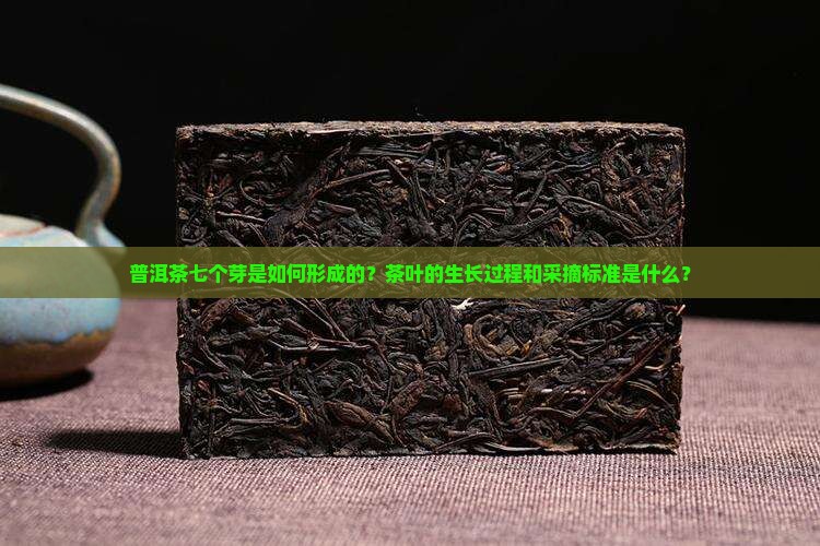 普洱茶七个芽是如何形成的