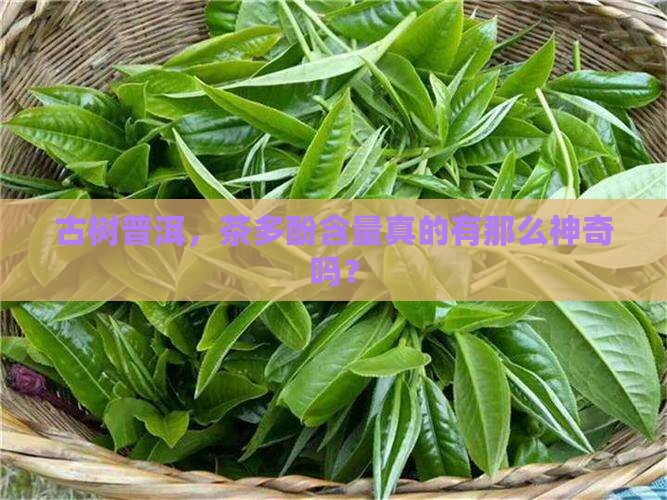古树普洱茶中茶多酚含量