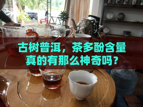 古树普洱茶中茶多酚含量