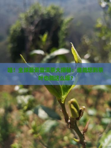 世界最贵的普洱茶排名