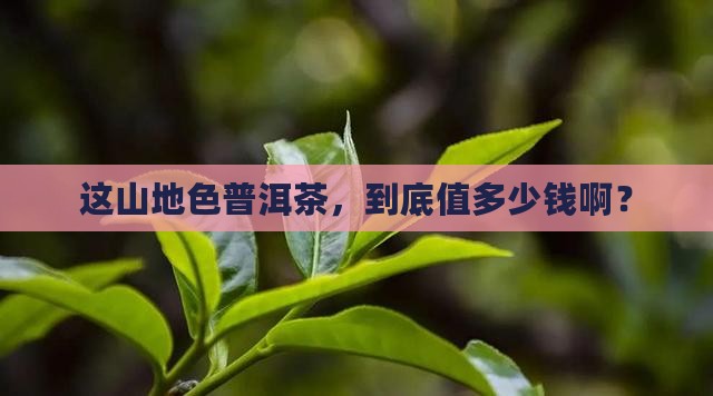 山地色普洱茶价格