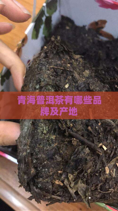青海普洱茶有哪些