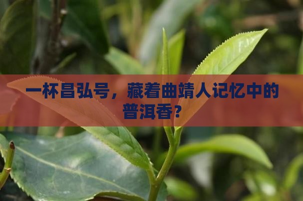 曲靖昌弘号普洱茶