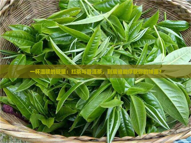 红茶对比普洱茶味道
