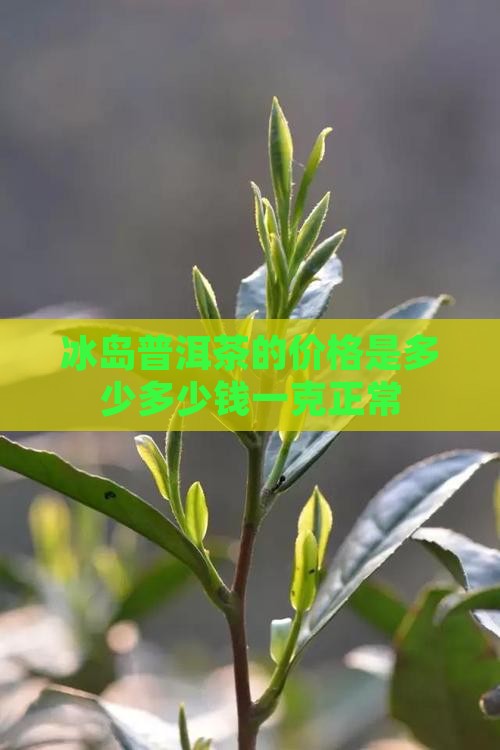 冰岛普洱茶多少钱一克正常