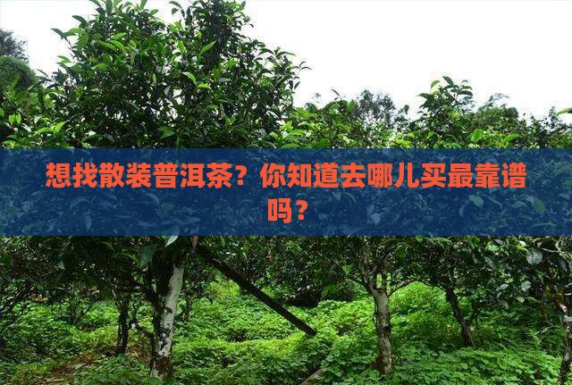 散装普洱茶哪里卖