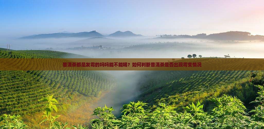 普洱茶都是发霉的吗吗能不能喝