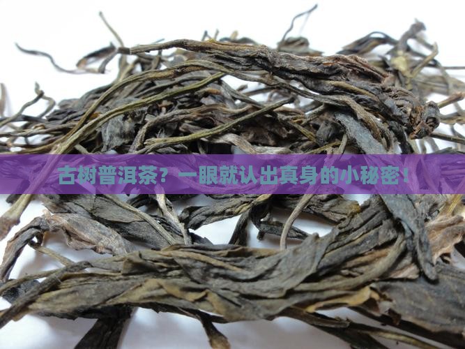怎样辨别普洱茶古树茶