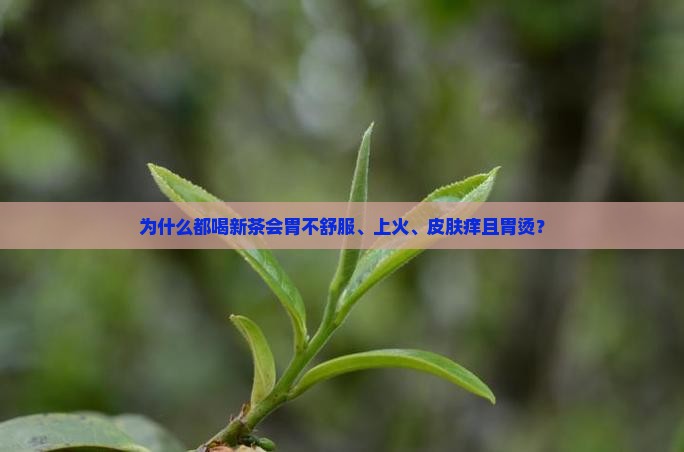 为什么都喝新茶 为什么都喝新茶
