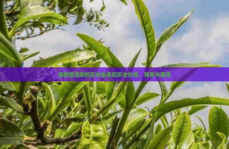 清朝普洱茶的历史由来和历史