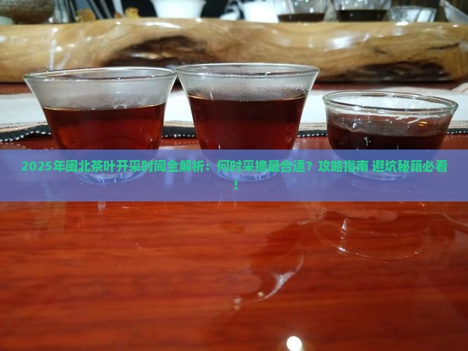 闽北茶叶开采时间