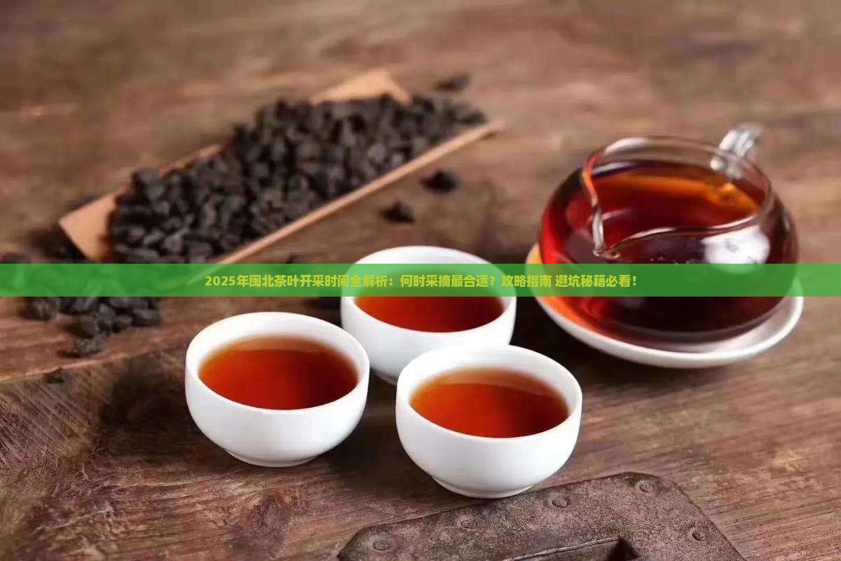 闽北茶叶开采时间