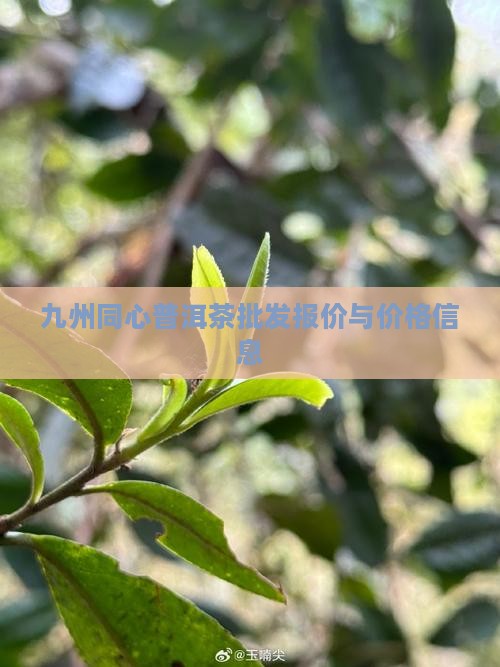 九州同心普洱茶价格