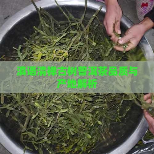 滇语清禅古树普洱茶