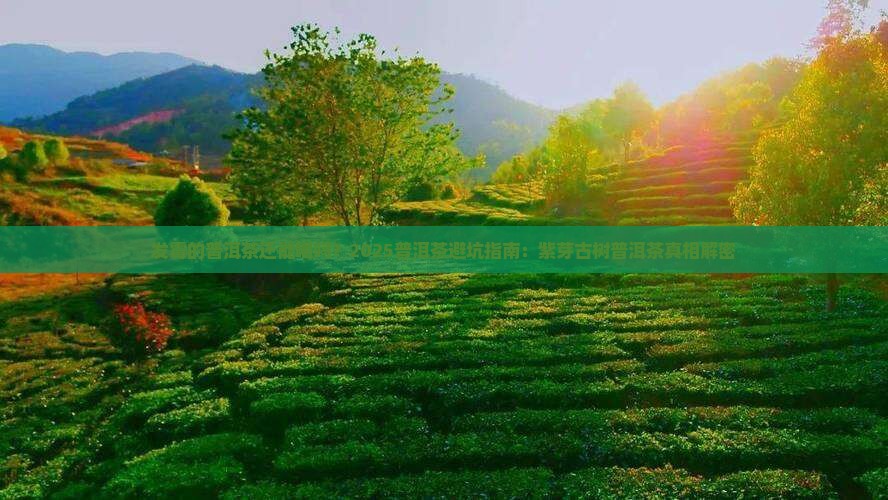 发霉的普洱茶紫芽古树普洱茶