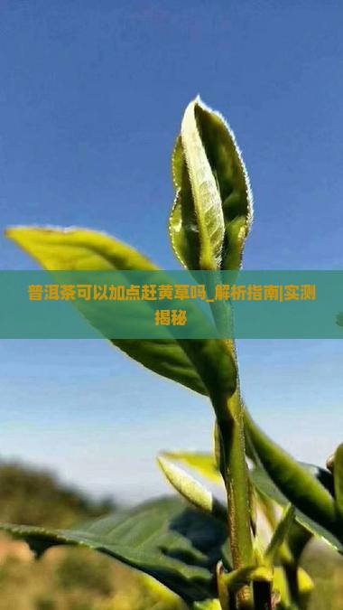 普洱茶可以加点赶黄草吗