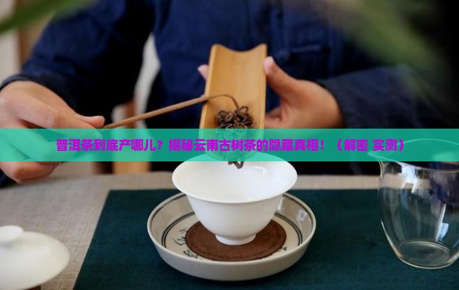 普洱茶出之哪里