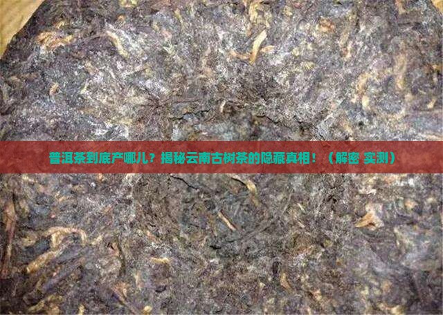 普洱茶出之哪里