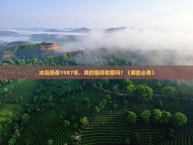 冰岛熟茶1987年