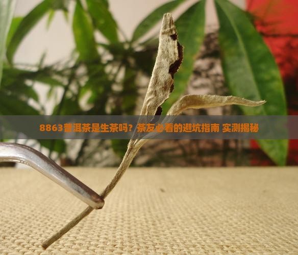 普洱茶8863是生茶嘛