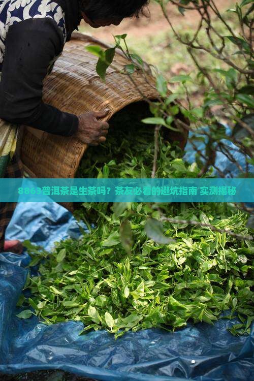 普洱茶8863是生茶嘛