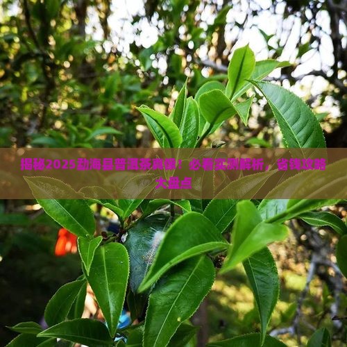 勐海县出名的普洱茶