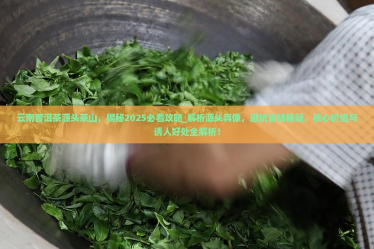 云南普洱茶源头茶山